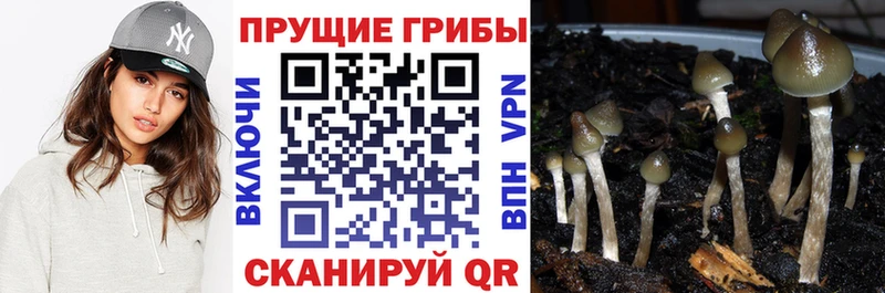 Галлюциногенные грибы MAGIC MUSHROOMS  Жирновск 